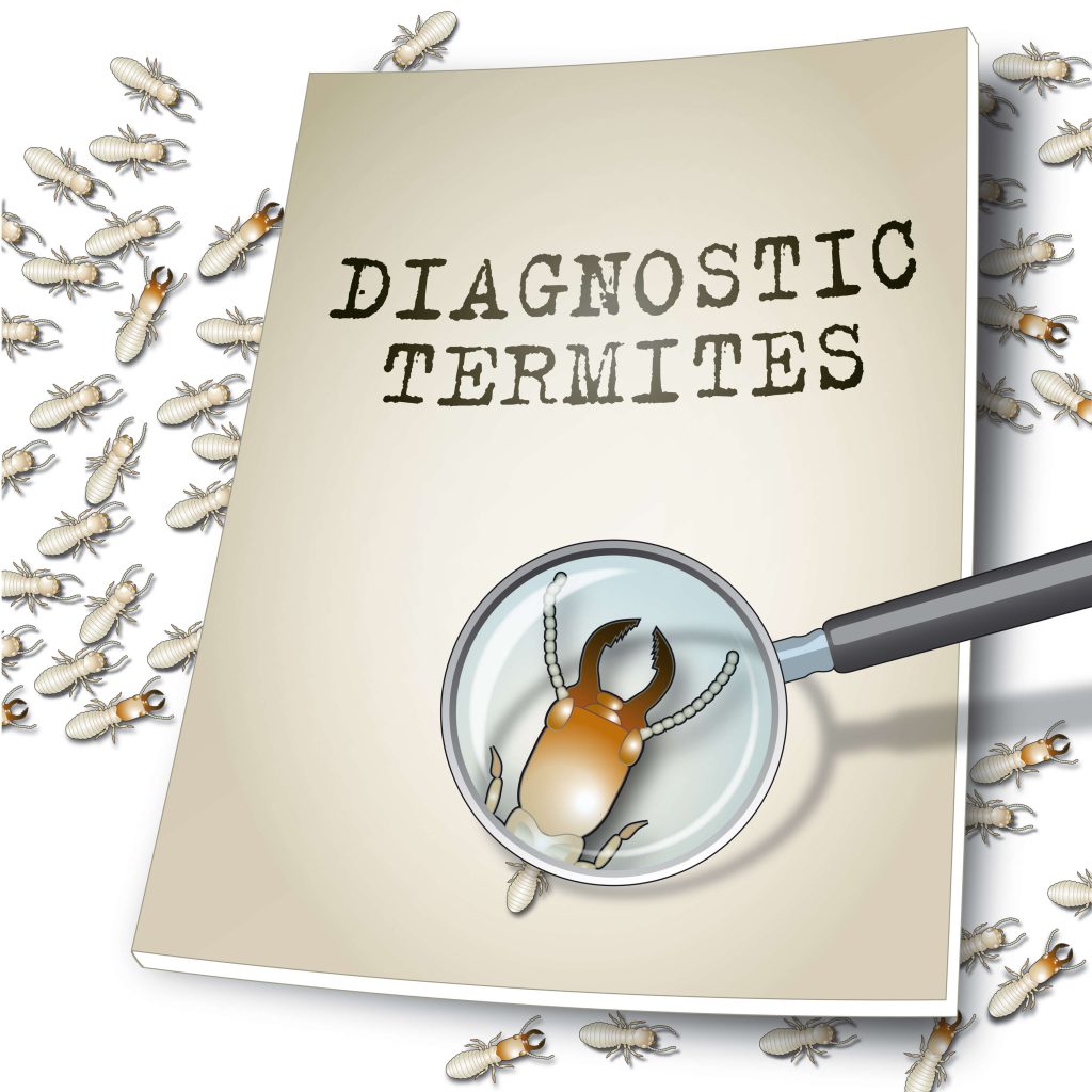 Carnet de diagnostic termites